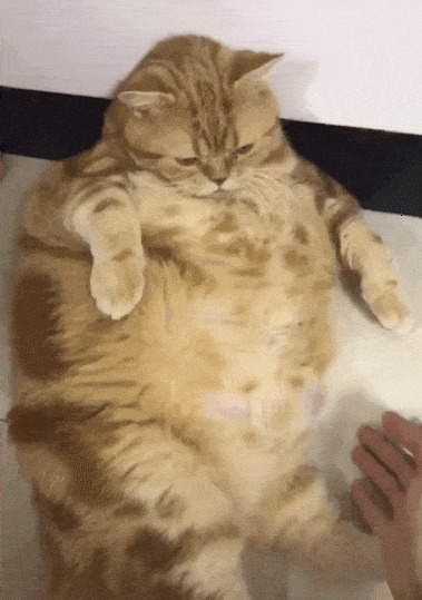 |搞笑GIF:妹子,你是站的时间太久了吗?,站的膝盖都疼了。