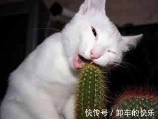 |笑话段子:逗逼同事,每次用同样的套路忽悠……