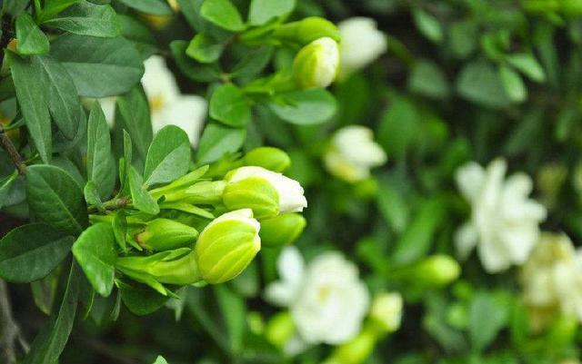 栀子花度夏难,几个关键的养护知识你要知道,枝繁叶茂