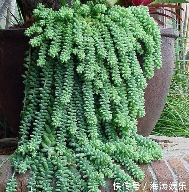 花盆|急性子养这6种“多肉”,长的快,状态美,半年就能长爆盆