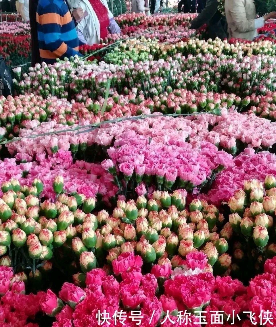 寂寞|养花的人,心情平和,耐住寂寞,自信把握,事业有果,幸福颇多