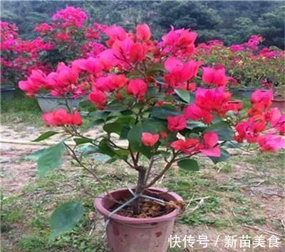 6种花,再舍不得也要“搬出去”,越狠狠晒,越满头开花!