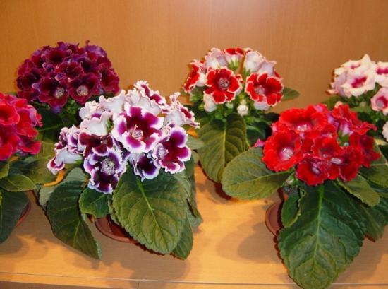 大岩桐从不敢晒太阳，小心浑身长黑斑，就爱暗地里偷偷开花