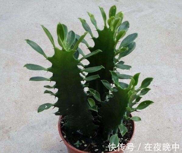 青龙骨如何扦插?教你4个扦插方法,15天就生根,一年“窜上房”