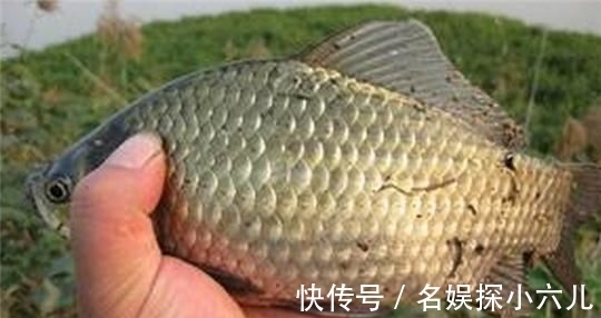 渔获|仲秋钓鲫鱼,会用这两种钓法,中钩的鱼,不仅个头大,数量还不少