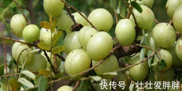 树苗|这野果吃一口忘不了,一口苦,二口酸,三口回甘,药食两用价值高!