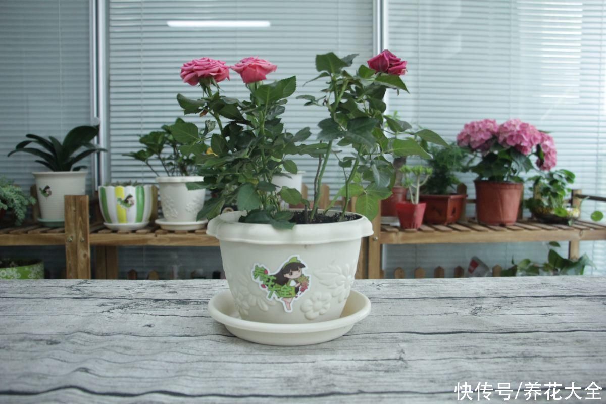 月季花|全年都开花的花，看一下这3种，家里四季如春