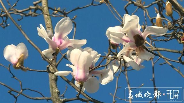 保山昌宁：春光明媚惹人醉，玉兰报春朵朵香