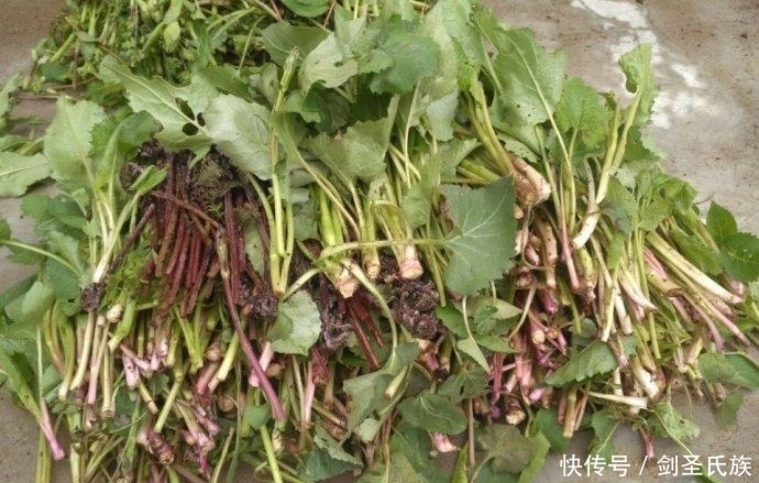 这野菜根茎形似菠菜，叶子长毛，人称“大耳毛”，可治关节炎