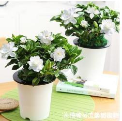 大忌|家中养花不要瞎眼！这6种花旺财又养人，而这2种花是大忌！