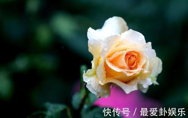 漳红樱|拜拜了月季!养了四年月季,这个秋天果断换坑,希望没有换错