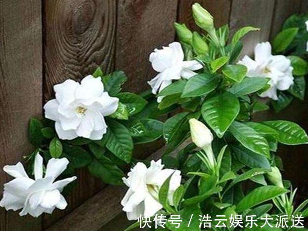 栀子花|扦插的栀子花生根了，移栽注意这几点，服盆快成活率高