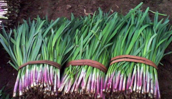 為什么說韭菜盡量少吃,這類人最好是不吃早知早受益!