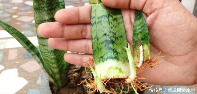 虎皮兰叶片打卷,不冒新芽,“猫腻”在这里,动动手搞定!