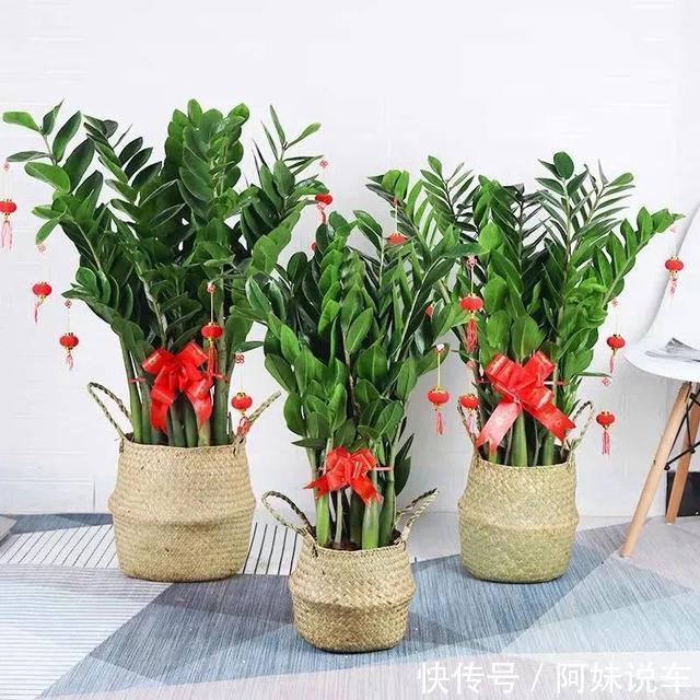 风水|客厅养花就选这六种，寿命长、寓意好，省心又好养，你家养了几种