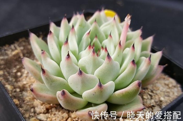 送朋友多肉又不落俗套?红橙黄绿青蓝紫彩虹系7色多肉了解一下!