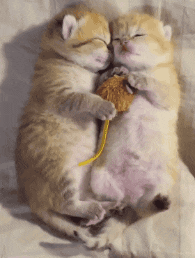 |搞笑gif段子：这像不像周一上班的你！