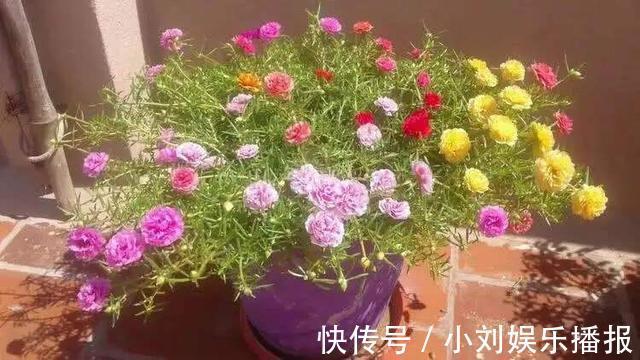 入秋扦插“6种花”，7天就生大白根，告别“黑腐烂”呼呼窜大个