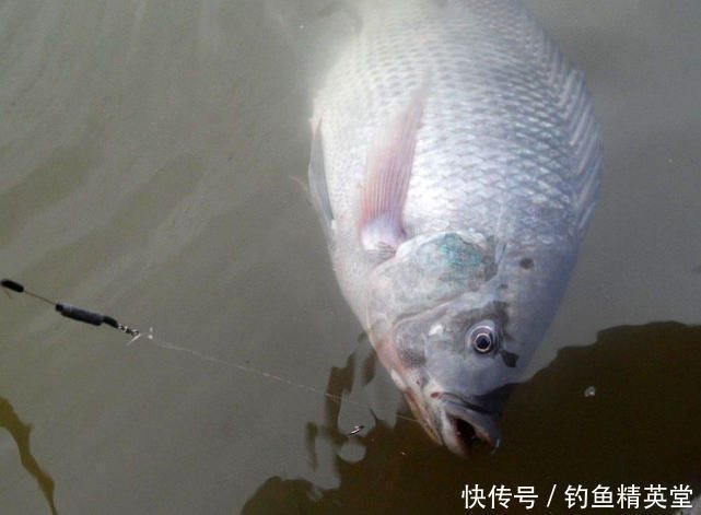 冬天如何钓罗非?我的方法很简单,运气好的时候能钓一二十斤