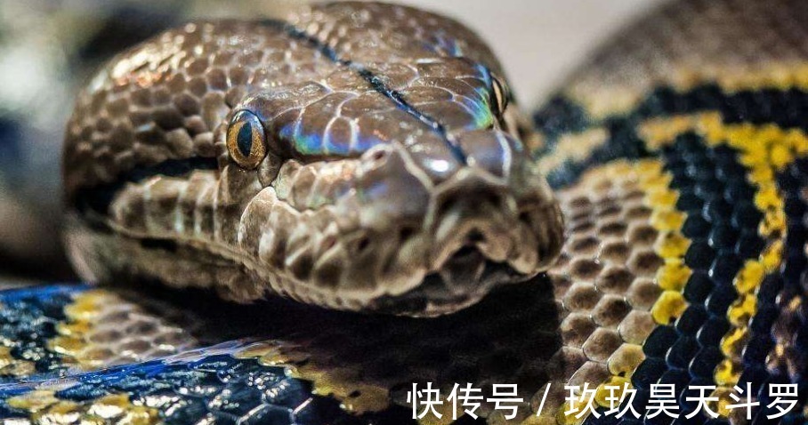 大蟒蛇!还记得《西游记》里的大蟒蛇吗它并不是道具,难怪会成经典佩服