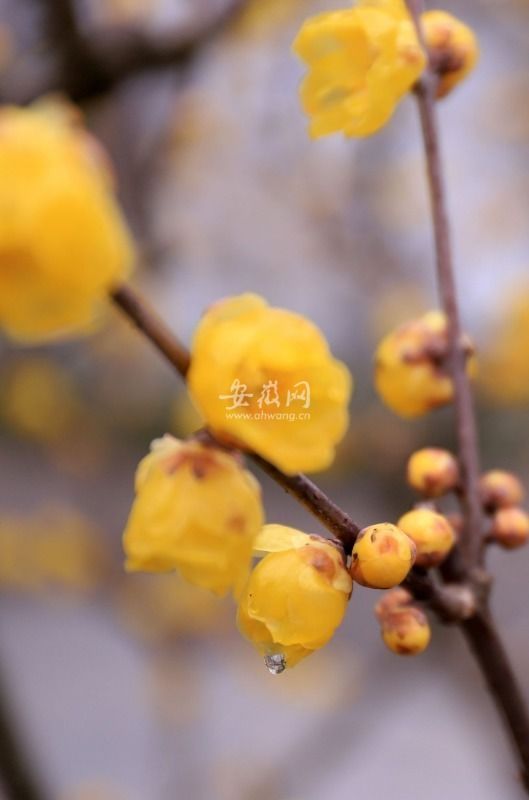 腊梅|合肥植物园腊梅花开