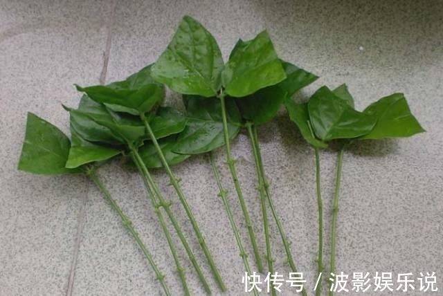 基部|扦插“4种花”趁现在,错过又是大半年,剪根枝条,15天就生根