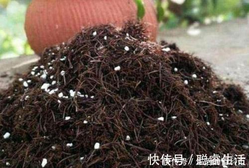 花卉|公认的养花万能土,户外挖一些,啥花都喜欢,能省不少钱!
