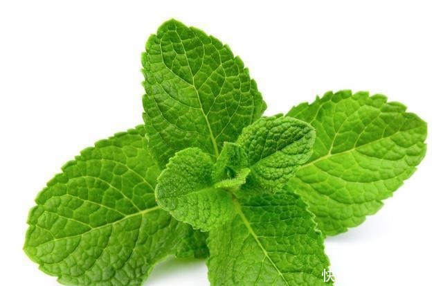 春天的农村里有这40种山珍野菜图片,让你轻松辨别山珍野菜