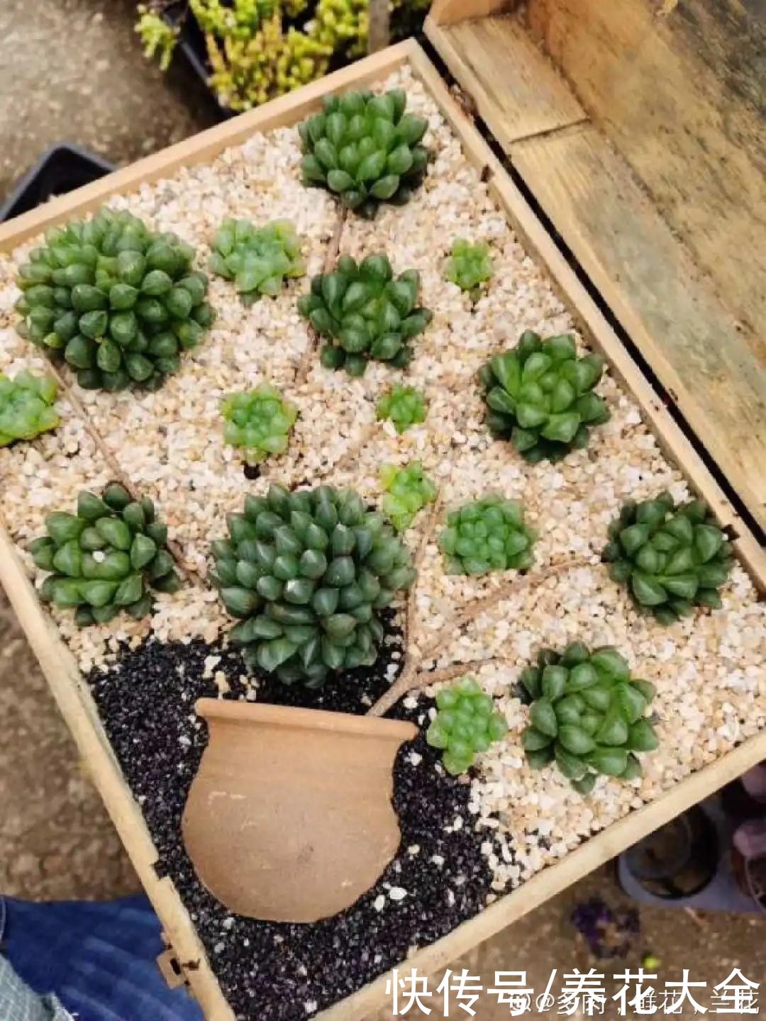 过完年，垃圾桶周围多了不少花，又要开始捡破烂儿了