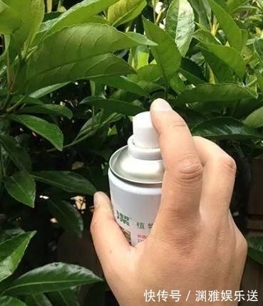 小栈|养花过来人提醒,去花市买花,此“3种”花,再便宜也别带回家