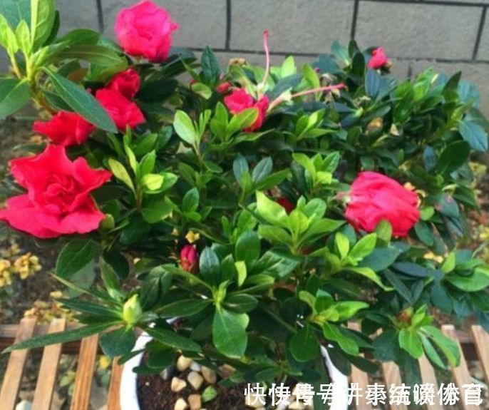 泥土|5种花好养又漂亮,不用管照样长得旺,年年开花不断,美翻天!