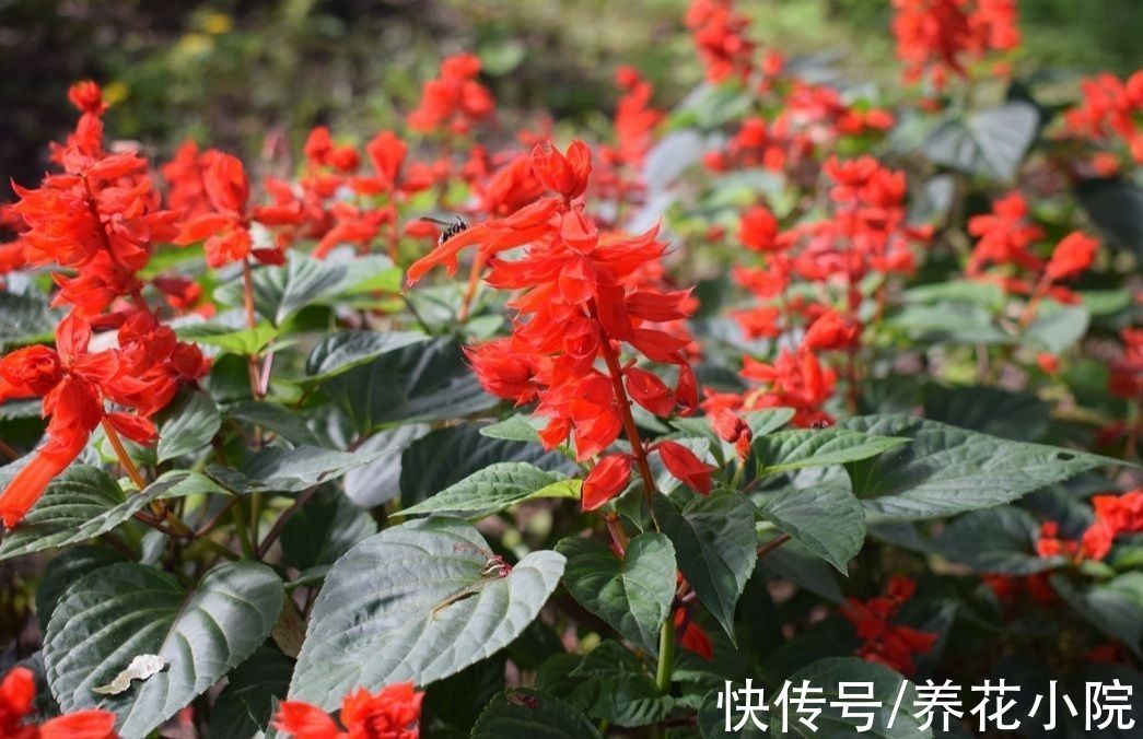 秋天|8种漂亮的花,到了秋天别忘采种子,来年继续播种