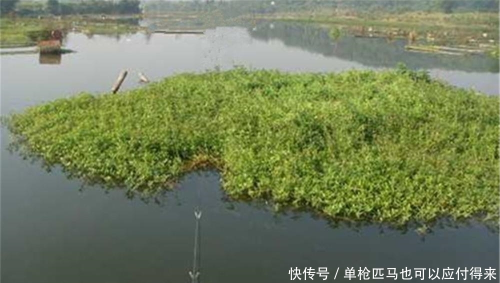 晚春钓草鱼，要看准位置用对饵，给你几个建议，钓大草鱼不是难事