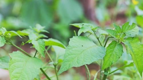 你那有人吃這種野菜嗎？學名龍葵草，土話叫白花菜，你那叫啥？