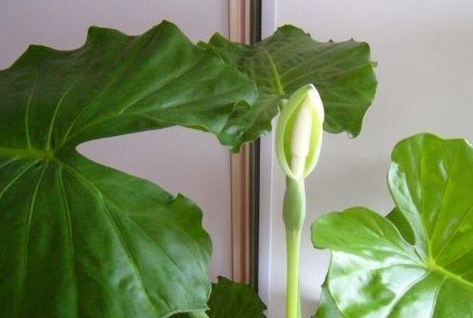 生命力顽强的几款花卉,耐寒耐旱,花姿俊秀,好养漂亮