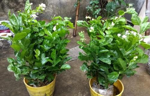 5种常见“养花水”，好使、不花钱，浇什么花都能用