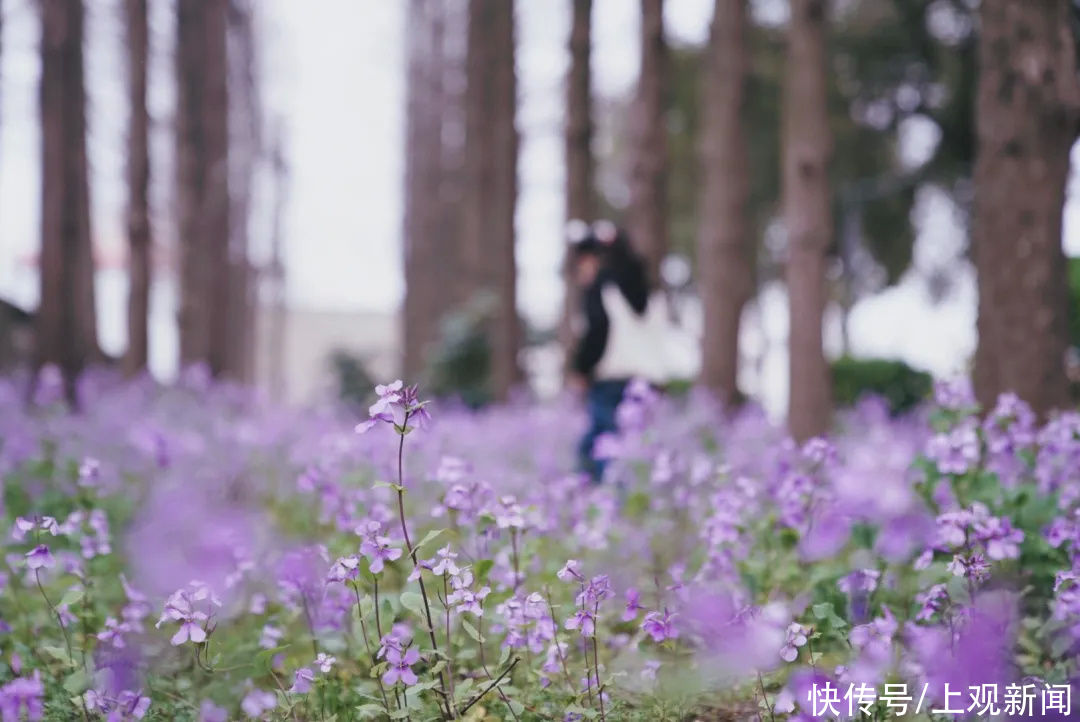 沙滩|穿越时空、漫游仙境、徜徉花海……在金山还可以这样玩