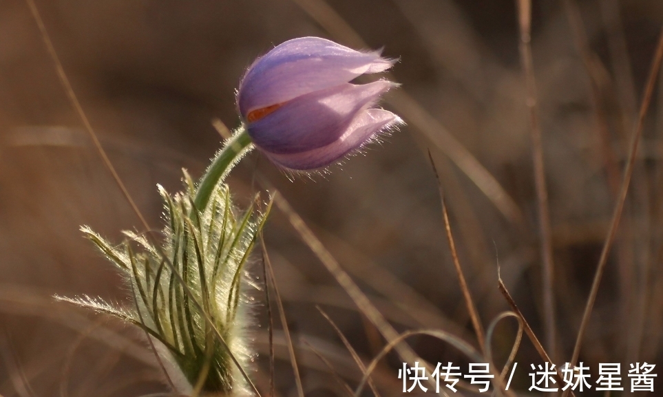 一生一世|7月，燕侣莺俦，相携相伴，3生肖真心相遇，许下一生一世的诺言