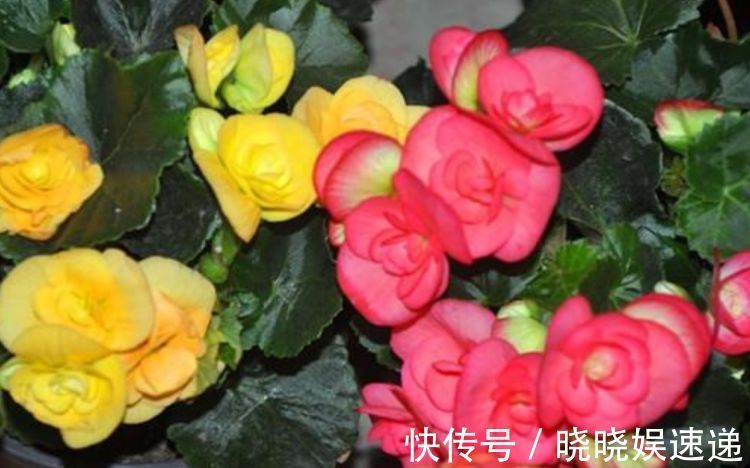 喜欢家中养花，就选几种，开花美寓意吉祥，花色娇艳花期长的花