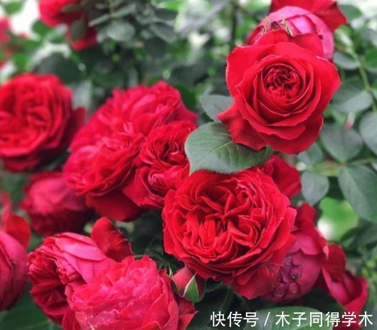 4种花颜值高又好养,花香四溢,花朵硕大、花期长,漂亮好养!