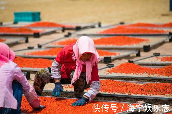 泡水|枸杞,你吃红的还是黑的泡水牢记“3不要”,营养加倍喝得健康