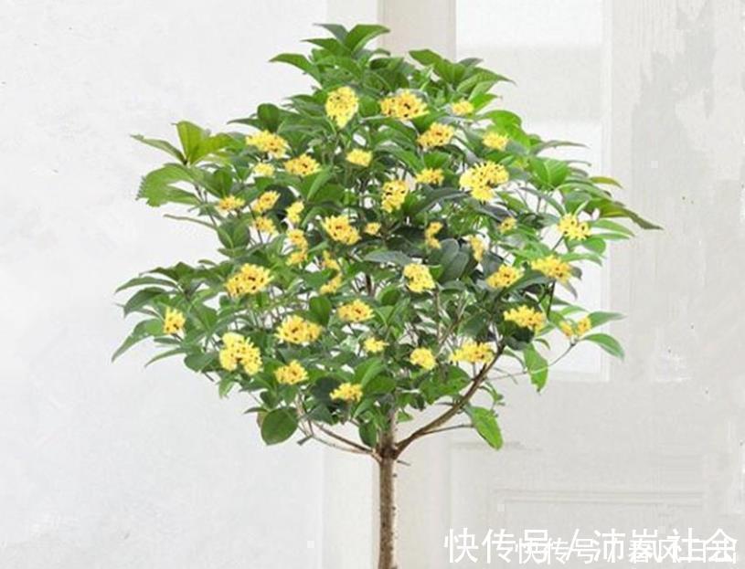 花卉|五种花一年到头开不停,四季天天有花看,叶美开花更漂亮