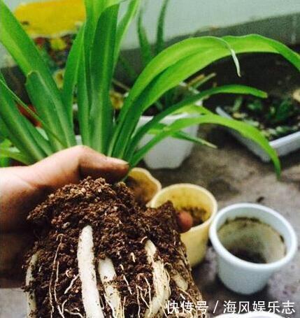 有机肥|养花用什么土好这样“用土”,土不板结,茁壮生长,开花很旺