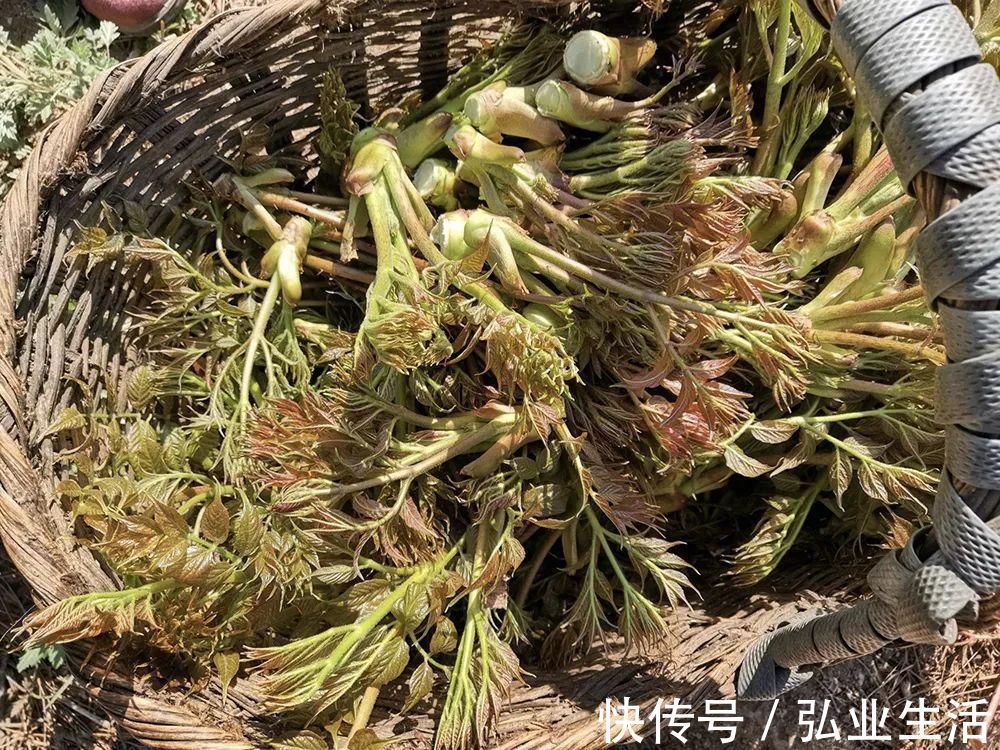 刺老芽|此树满身刺，但树芽却是极品野菜，营养不输人参，出口80元一斤