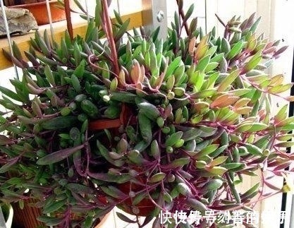 积水|王大妈把这3种多肉吊起来养,瞬间被圈粉,美炸了