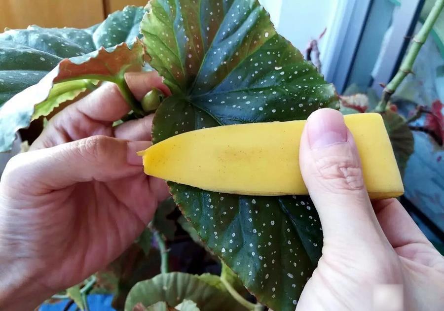 香蕉皮用来养花,具体方法是这样的,一起学一学