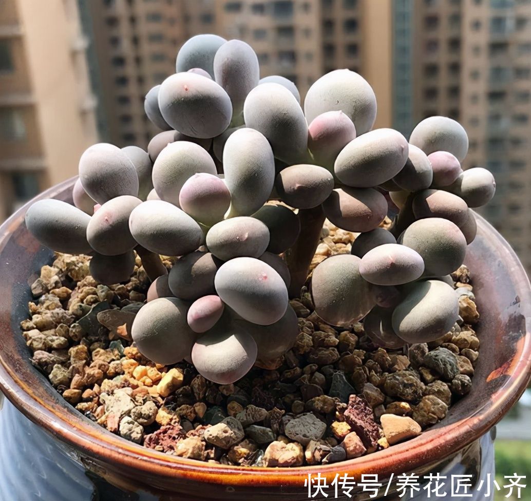 养多肉常犯5个“误区”，不是多肉不好养，而是你不了解它