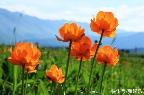 天生“老板命”!这4大生肖注定能够功成名就,想不发财都难