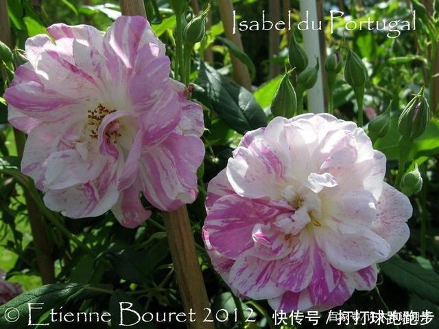 25个拥有中国血统的波旁月季。花朵超大个个丰花,还能爬藤做花墙