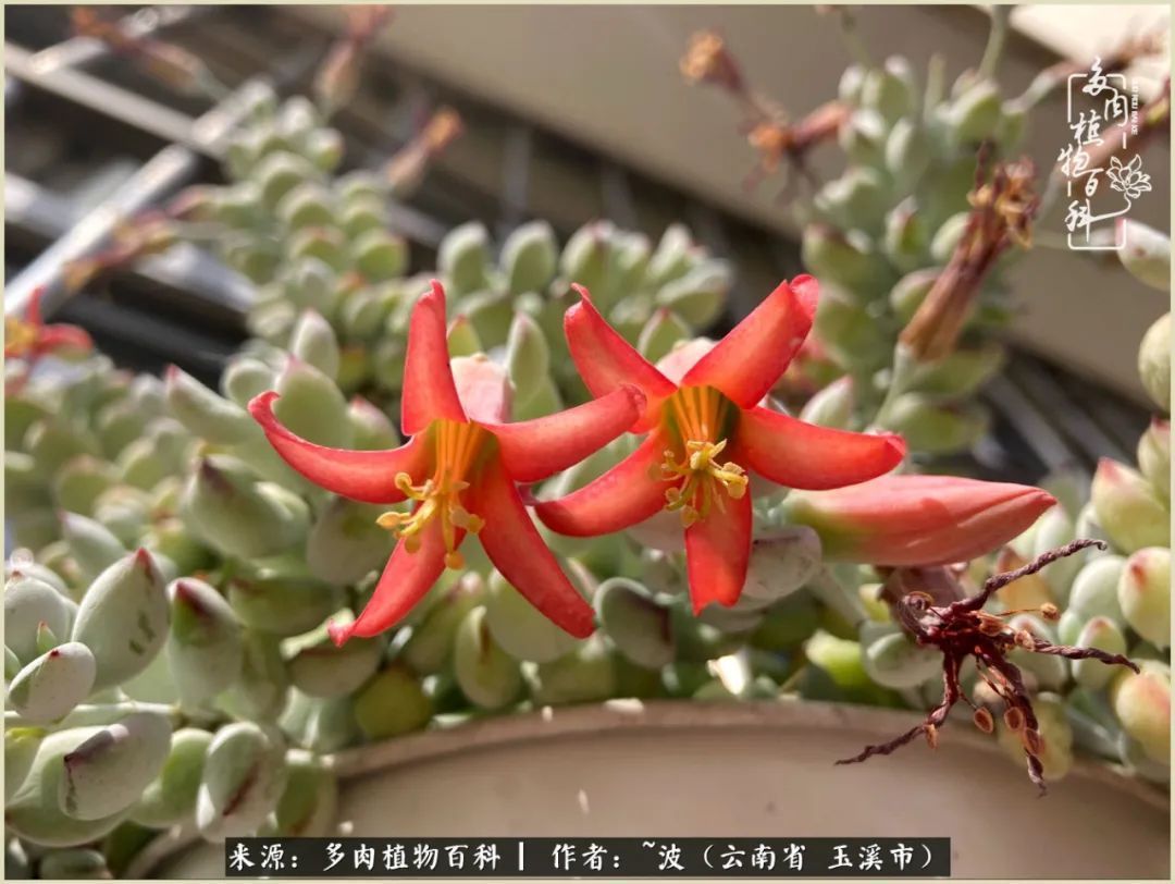 多肉|遇见即美，花事未荼蘼！种一桌子多肉，看花开花落！